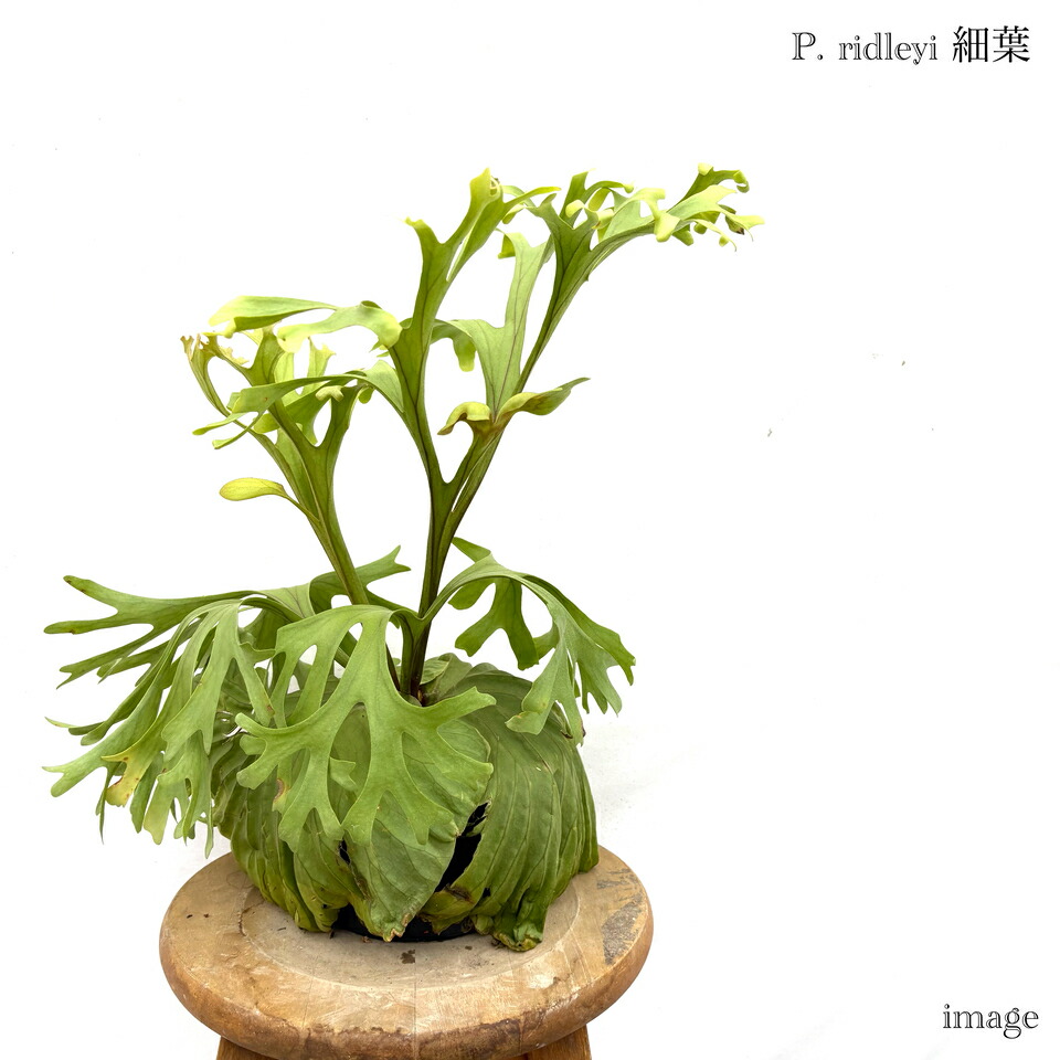 ビカクシダ リドレイ　壁掛け 約30cm ビカクシダ リドレイ スポア板付けセット コウモリラン 壁掛け