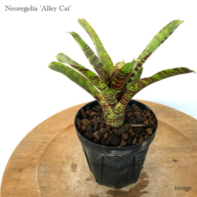 楽天市場】PLANCHU 観葉植物 ネオレゲリア アマゾン 1株 育て方説明書