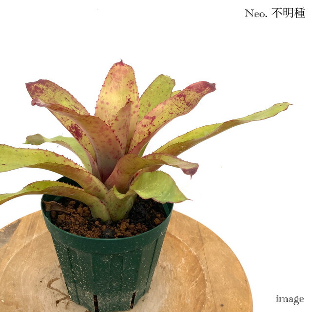 小型ブロメリア 観葉植物 楽天市場】ネオレゲリア 交配種(ギニア × ペッパー) 4寸 (観葉植物