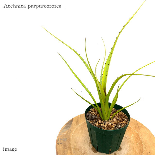 楽天市場】エクメア 交配種(retusa × corymbus) (観葉植物 おしゃれ