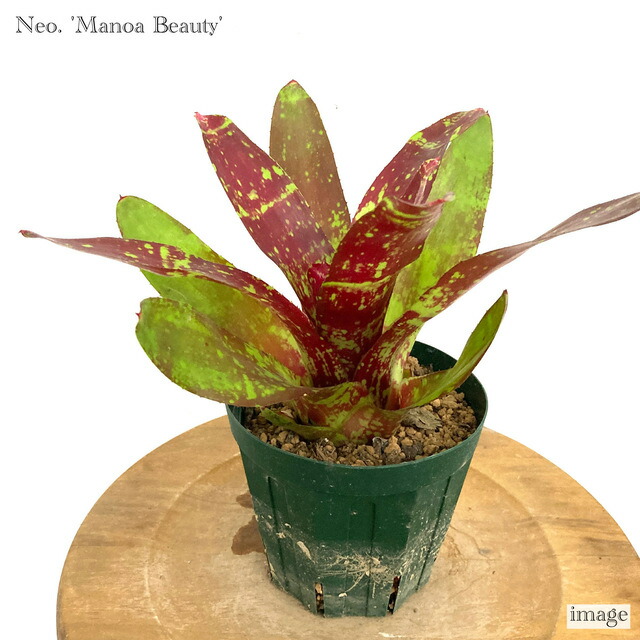 東京　タンクブロメリア　ネオゲレリア　ブロメリア　インテリア　部屋　暮らし 楽天市場】ネオレゲリア 'ルブロビッタータ' (観葉植物 おしゃれ