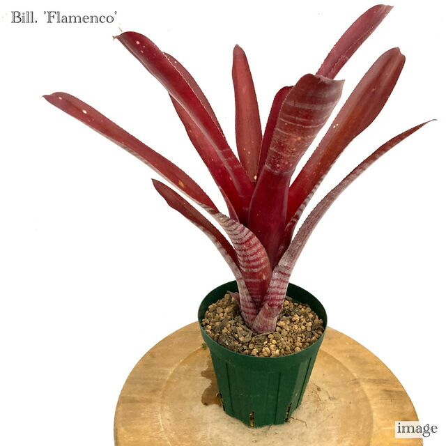 ビルベルギアカサブランカ ビルベルギア カサブランカ | GREEN LUCK