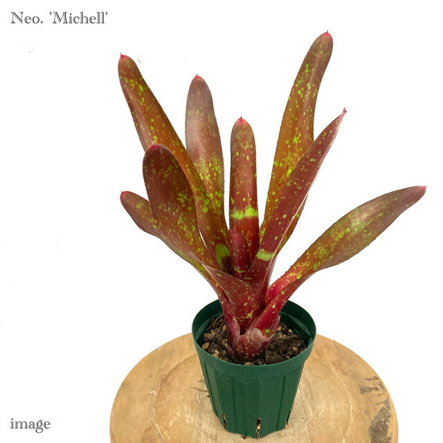 楽天市場】(現品) ネオレゲリア 'インクウェル アルボ' (No.62210