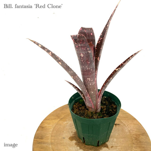 ブロメリア・エアープランツ Billbergia Obi-wan Billbergia Obi-Wan 【artPLANTs】 ビルベルギア オビワン