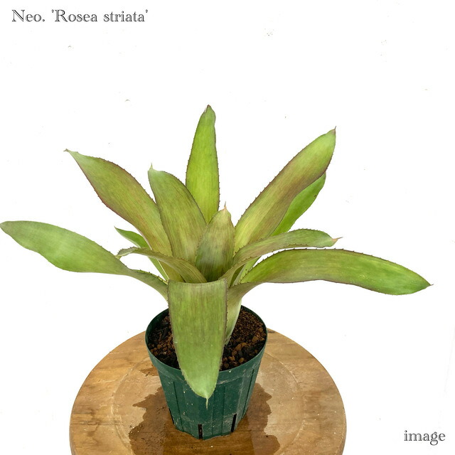 楽天市場】(現品) ケスネリア テストゥド 'アルボマージナータ' (No