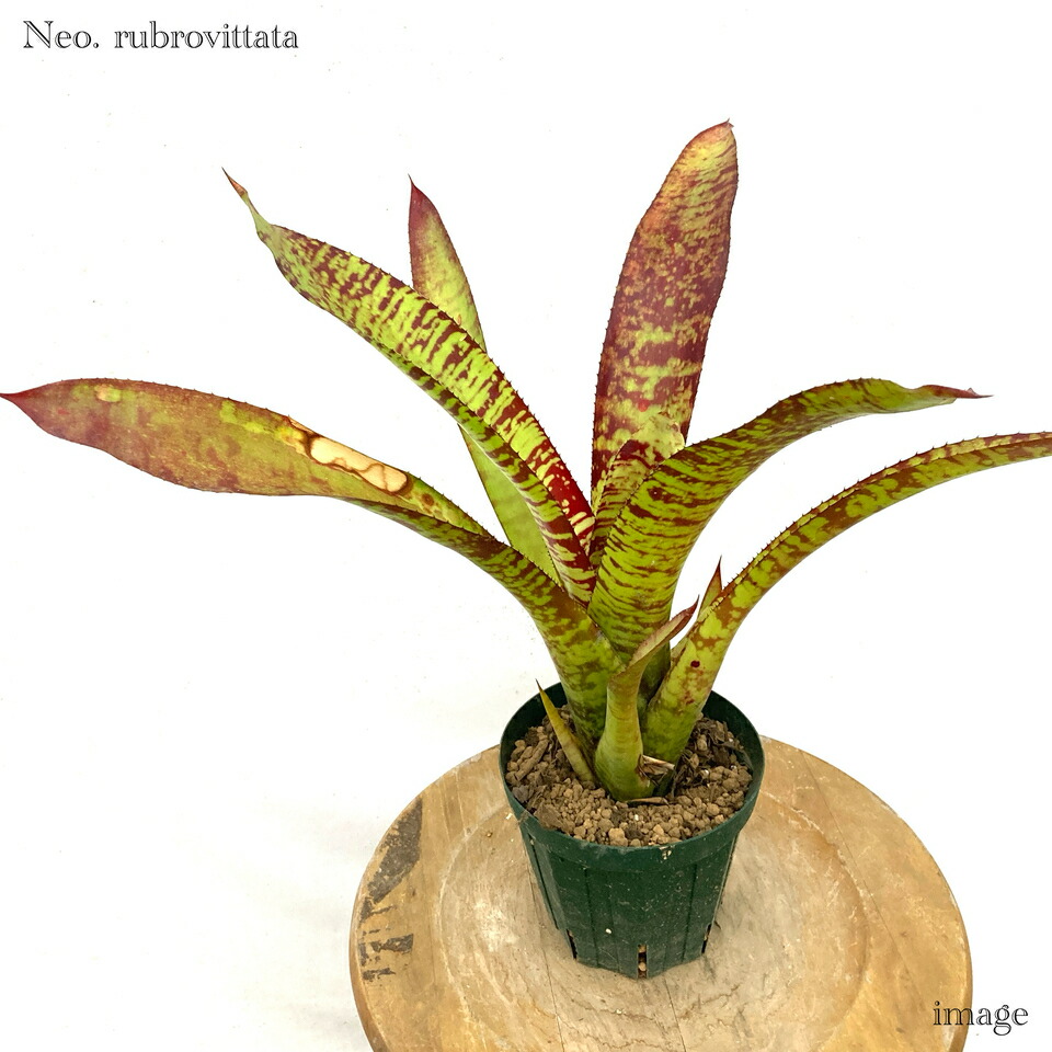 ネオレゲリア 'ルブロビッタータ' (観葉植物 おしゃれ 壁掛け インテリア ミニ 小型 大型 吊り下げ 室内 タンクブロメリア Neoregelia rubrovittata)