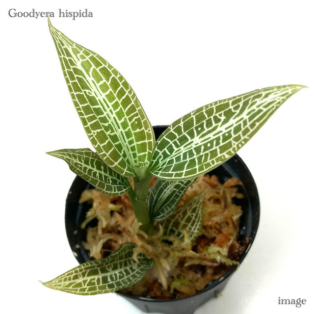 楽天市場】シストーチス ステノグロッサ (ジュエルオーキッド 宝石蘭