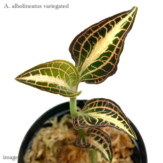 ＊ジュエルオーキッド　3点セット　2号＊ Anoectochilus sp. [ アネクトキルス sp. ] 【 PN200520-04