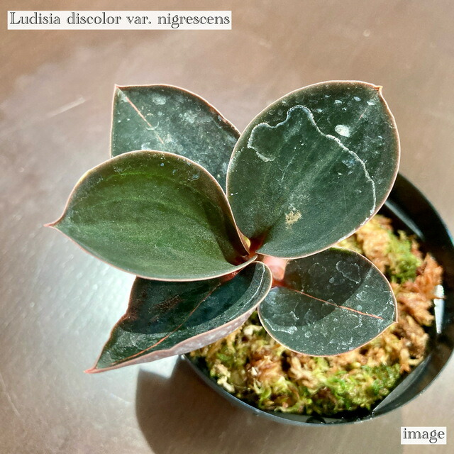 楽天市場】マコデス ペトラ 発色の良い個体 (ジュエルオーキッド 宝石