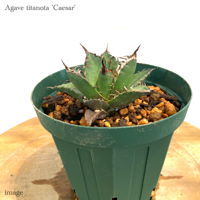 楽天市場】アガベ ベネズエラ 4寸 (観葉植物 おしゃれ インテリア 吊り