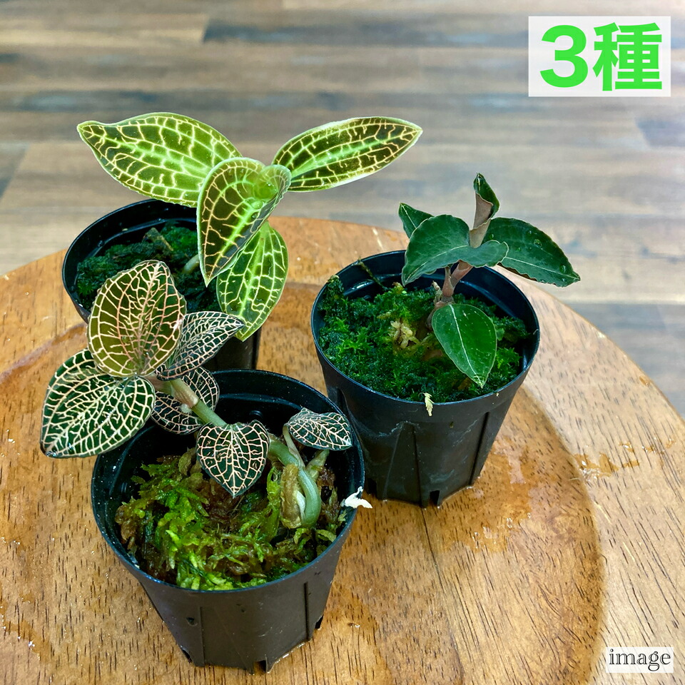 楽天市場】ドッシニア マルモラータ (ジュエルオーキッド 宝石蘭