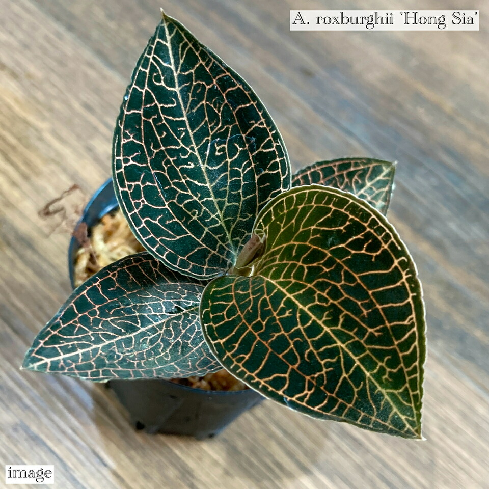 楽天市場】シストーチス ステノグロッサ (ジュエルオーキッド