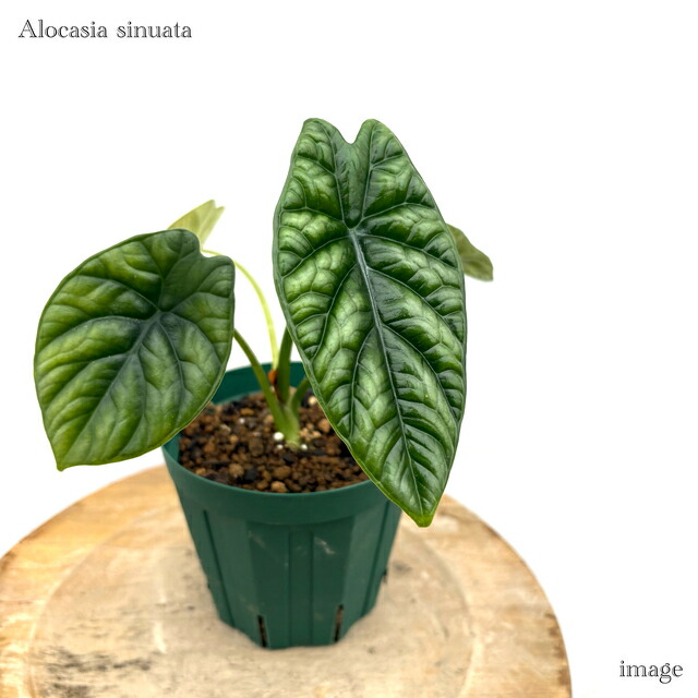 楽天市場】PLANCHU 観葉植物 アロカシア シヌアータ 4号鉢