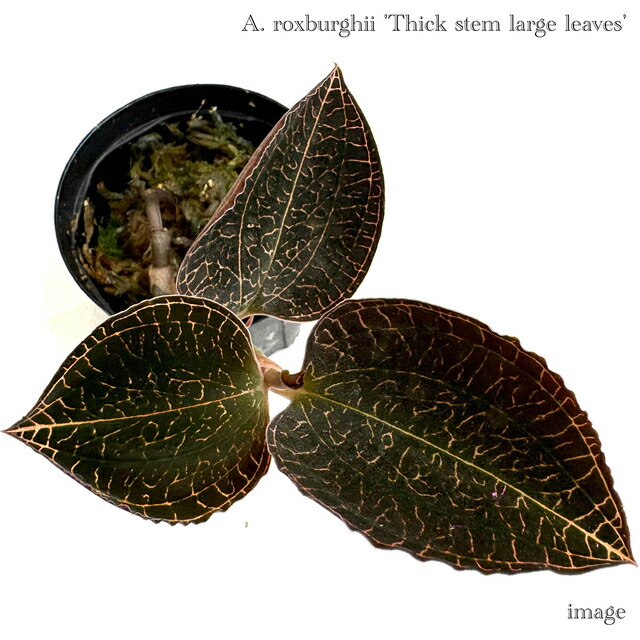 楽天市場】シストーチス ステノグロッサ (ジュエルオーキッド