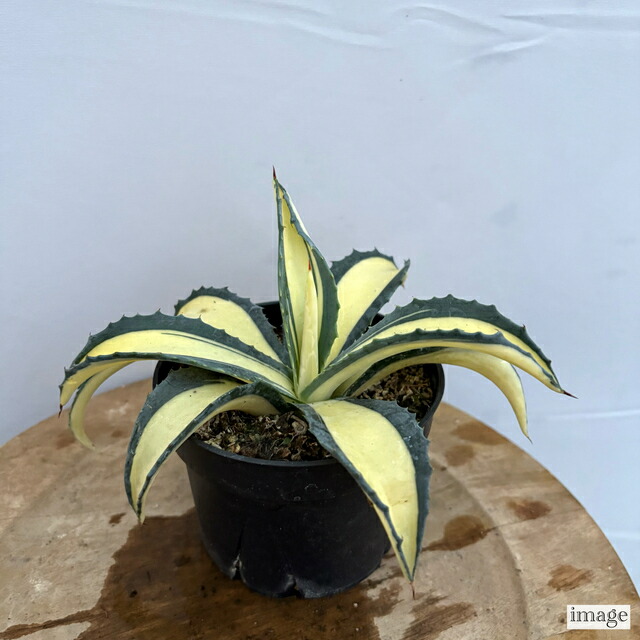 楽天市場】(現品) アガベ アルボピロサ (No.61959) (観葉植物