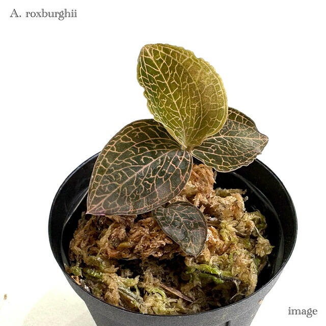 楽天市場】アネクトキルス 'ローズゴールド' 2寸 (ジュエルオーキッド