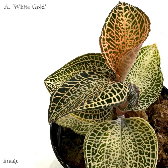 楽天市場】シストーチス ステノグロッサ (ジュエルオーキッド 宝石蘭