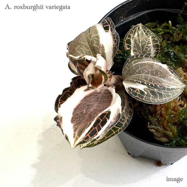 楽天市場】シストーチス ステノグロッサ (ジュエルオーキッド 宝石蘭