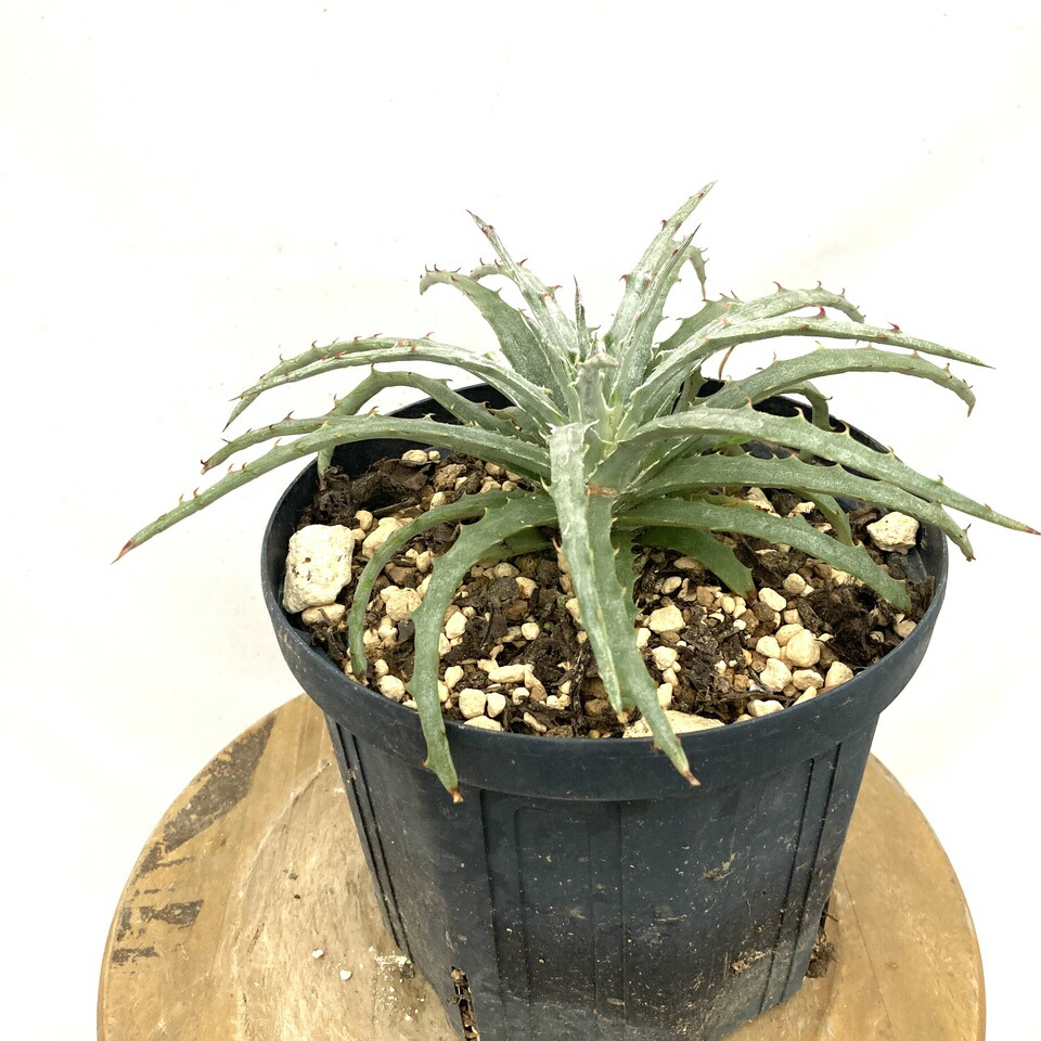 ブロメリア・エアープランツ Neoregelia High Voltagde ネオレゲリア、トキワシノブ 2個セット ② 現品 Neoregelia
