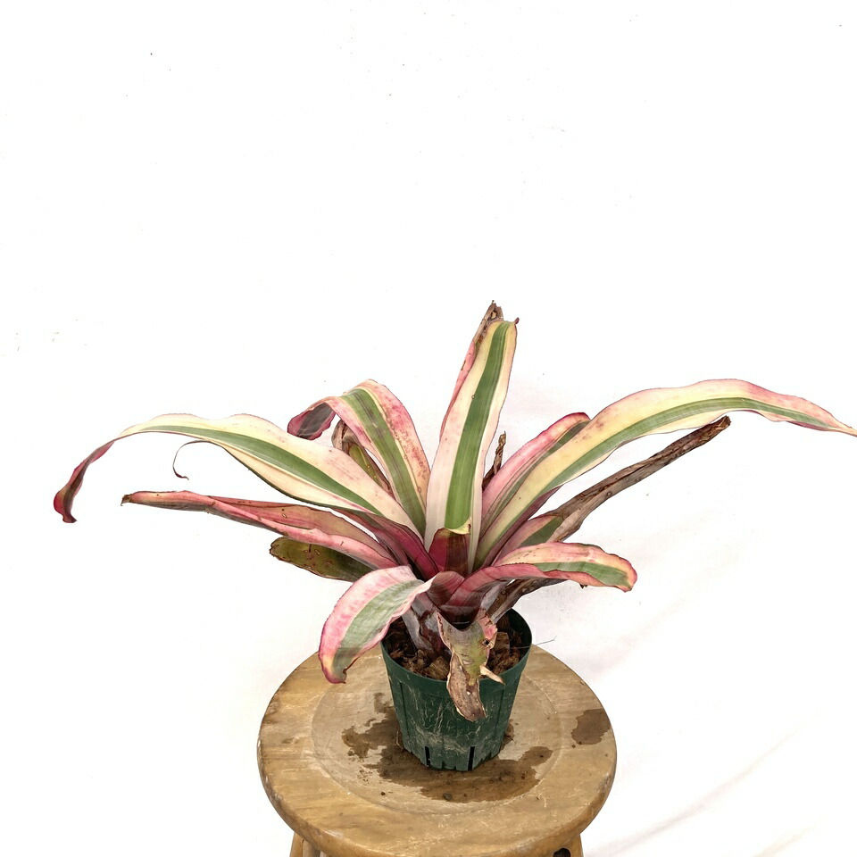 Aechmea RobertoMenescal エクメア ロベルトメネスカル 現品) エクメア 'ロベルトメネスカル' (No.62365) (観葉植物