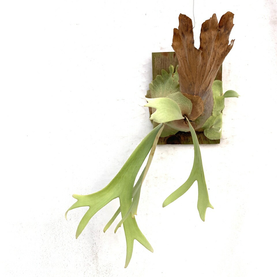 【P.willinckii Little Elf 】OC株　002 ビカクシダ ウィリンキー リトルエルフ Platycerium willinckii