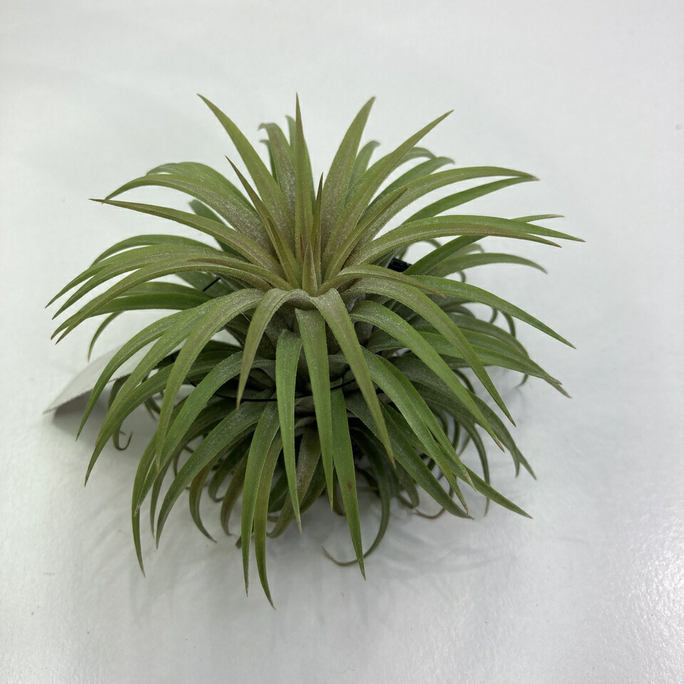 ブロメリア・エアープランツ Tillandsia Icy Elf チランジア・アイシーエルフ Tillandsia Icy Elf ティランジア