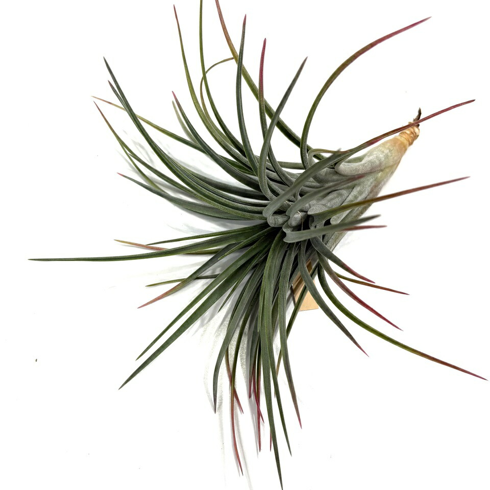 楽天市場】(現品) チランジア ストリクタ ピニフォルミス (No