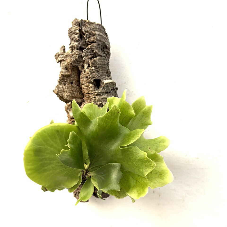 楽天市場】(現品) ビカクシダ リドレイ 'モンキーキング' (TC) (No