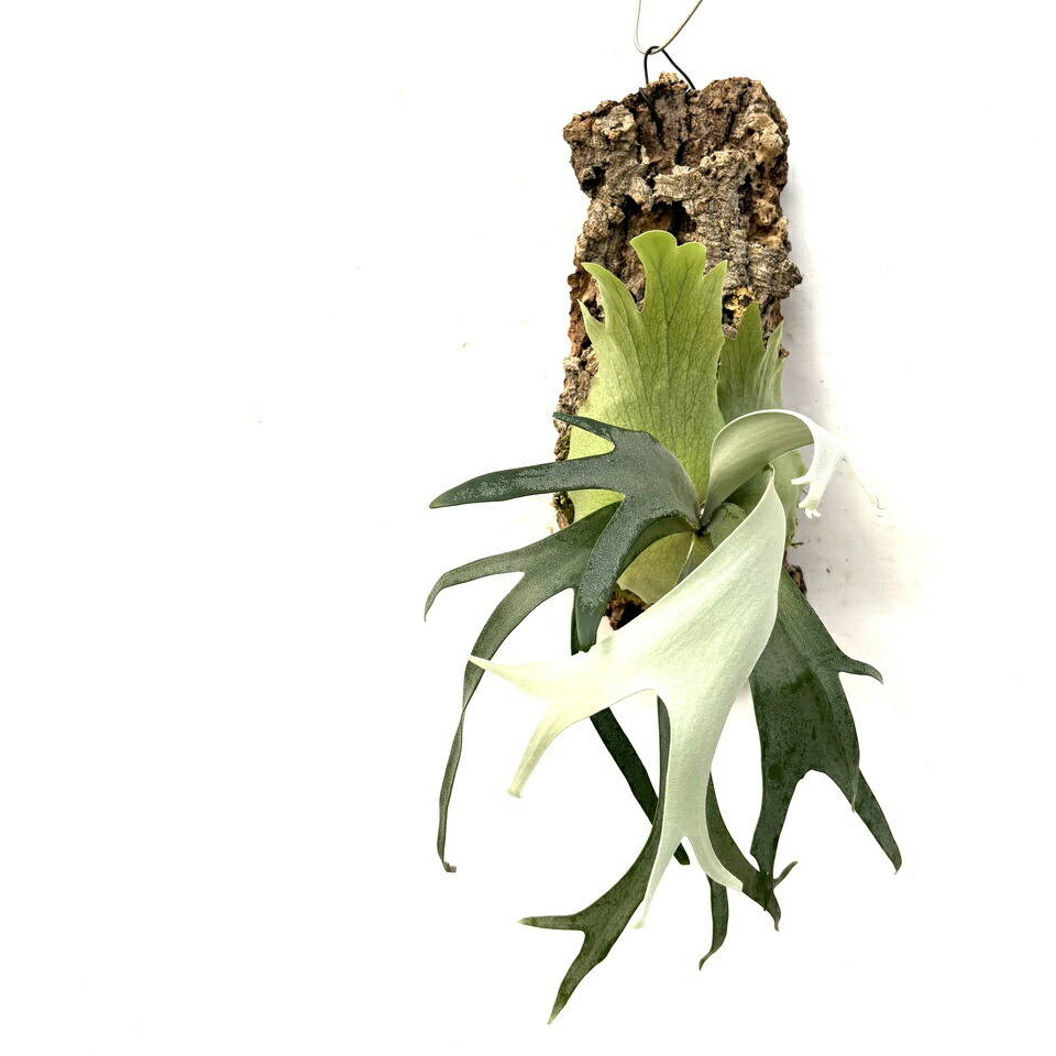 [現品] ビガクシダ　ウィリンキー(オリジナル株) 楽天市場】(現品) ビカクシダ ウィリンキー 'OMG' (TC) (No.41118