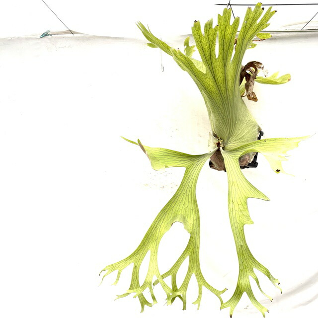 【専用】ペドロタツタTC専門店購入品ビカクシダ OC株 veitchii cv.pedro Tatsuta ペドロ14ビカクシダ