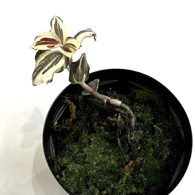 ＊ジュエルオーキッド　3点セット　2号＊ Anoectochilus sp. [ アネクトキルス sp. ] 【 PN200520-04