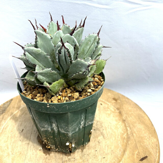 植物名　アガベ　チタノタ　白鯨　ダブルヘッド　観葉植物 Amazon｜アガベ チタノタ 白鯨/Agave titanota 'White Whale/観葉植物