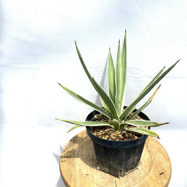 楽天市場】アガベ 'クイックシルバー' 4寸 (観葉植物 おしゃれ