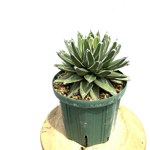 楽天市場】【現品・現物】アガベ 笹の雪 ワイドリーフ 8号 N8番