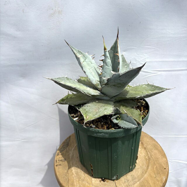 Lj_plants】W237 アガベ チタノタ シーザー super caesar 極上強