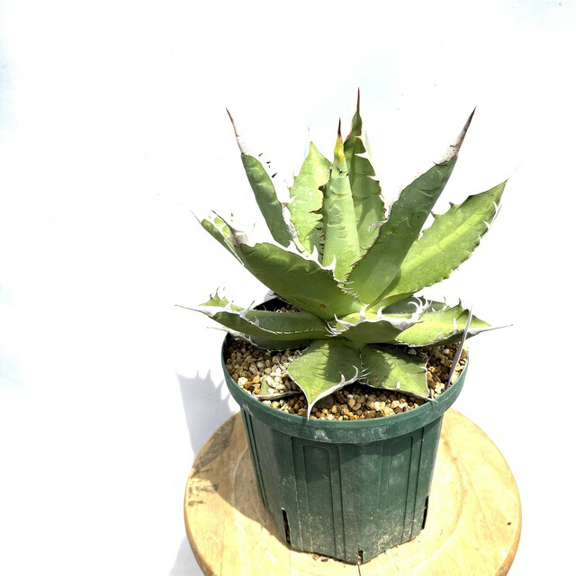 楽天市場】アガベ 那智の輝き (観葉植物 おしゃれ 室内 インテリア