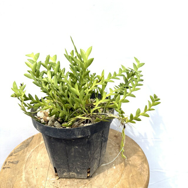 楽天市場】ショエノルキス フラグランス 苗 (観葉植物 蘭 洋蘭