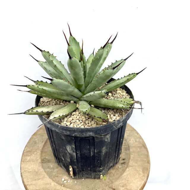 アガベ　イシスメンシス✖️フィリフェラ　２個セット 2025年最新】フィリフェラ✕イシスメンシスの人気アイテム