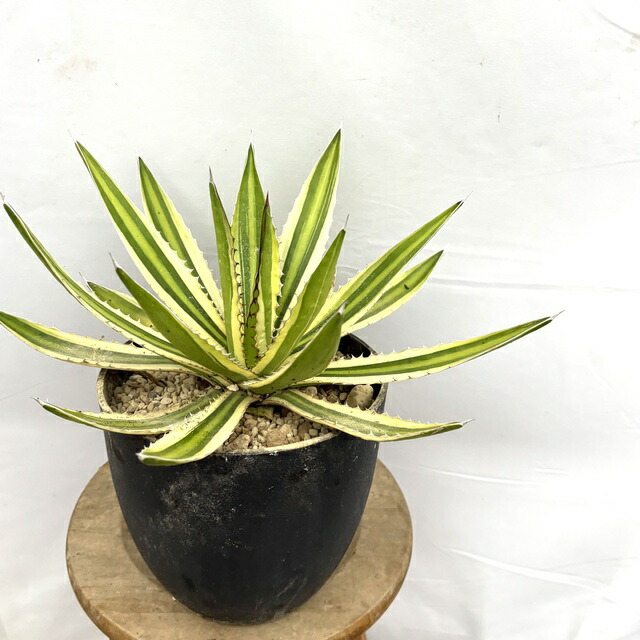 楽天市場】アガベ チタノタ 'シーザー' (観葉植物 おしゃれ 室内