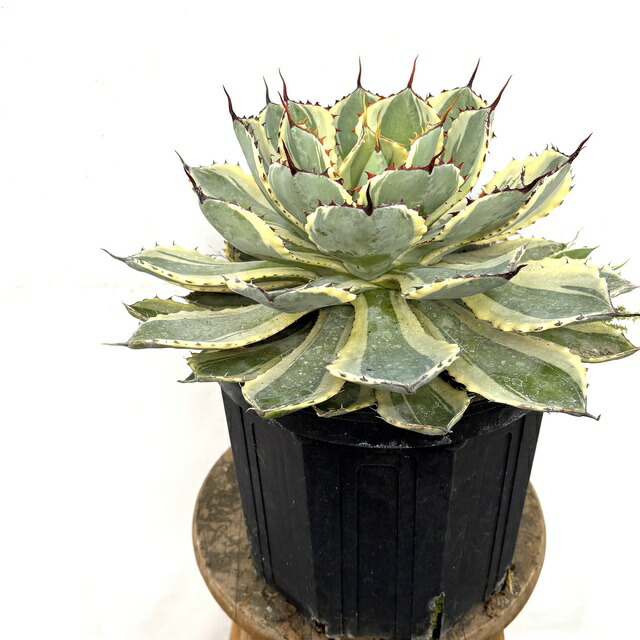 楽天市場】多肉植物：アガベ 吉祥冠錦 覆輪*M 幅10cm : 遊恵盆栽