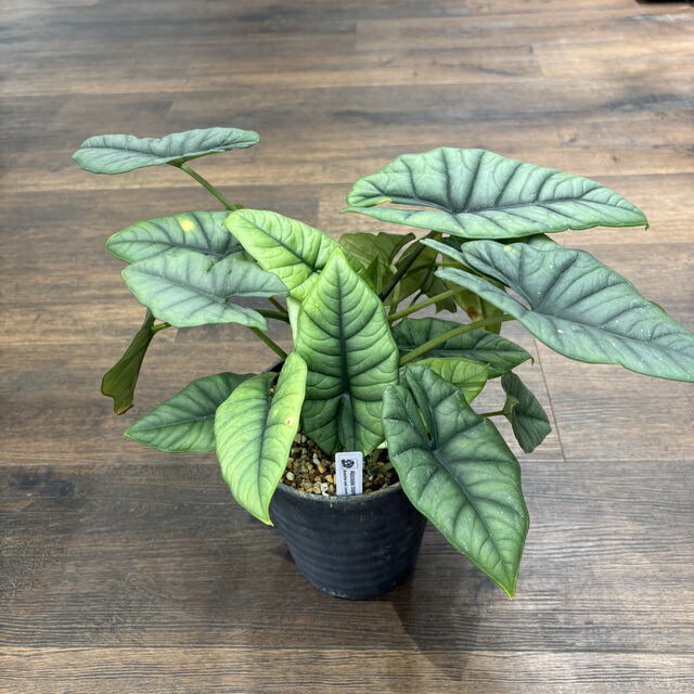 (現品) アロカシア ビスマ (No.62457) (観葉植物 おしゃれ インテリア 吊り下げ 壁掛け ミニ 小型 大型 室内 Alocasia bisma)