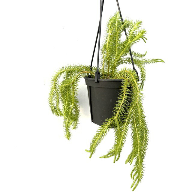 (現品) フペルジア スクアローサ ニューギニア (No.62434) (観葉植物 おしゃれ 壁掛け インテリア 大型 吊り下げ 室内 リコポディウム ヒカゲノカズラ Huperzia squarrosa new guinea)