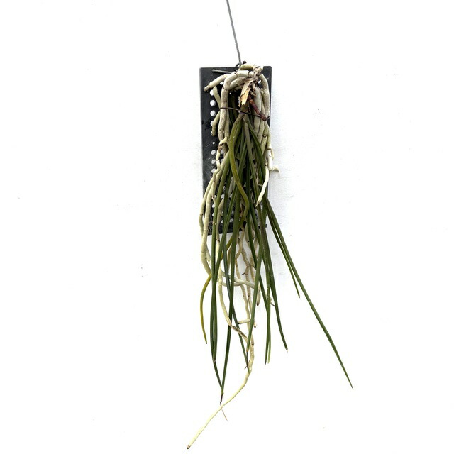 (現品) セイデンファデニア ミトラタ 'イエロー' (No.61946) (観葉植物 蘭 洋蘭 インテリア おしゃれ 着生ラン ミニ 小型 大型 室内 壁掛け 吊り下げ Seidenfadenia mitrata 'Yellow')