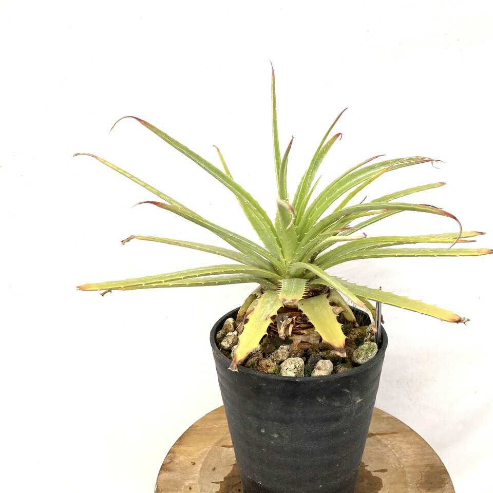 ヘクチア Hechtia 'Lynn' ヘクチア Hechtia ´Lynn´