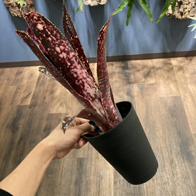 ブロメリア・エアープランツ Billbergia Huay Sok White 楽天市場】(現品) ビルベルギア 'Huay Sok White' (No.62495
