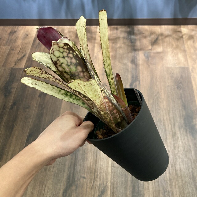 ブロメリア・エアープランツ Billbergia Huay Sok White 楽天市場】(現品) ビルベルギア 'Huay Sok White' (No.62495