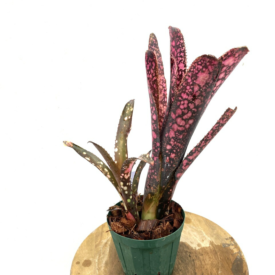 楽天市場】(現品) ビルベルギア 'オビワン' (No.62405) (観葉