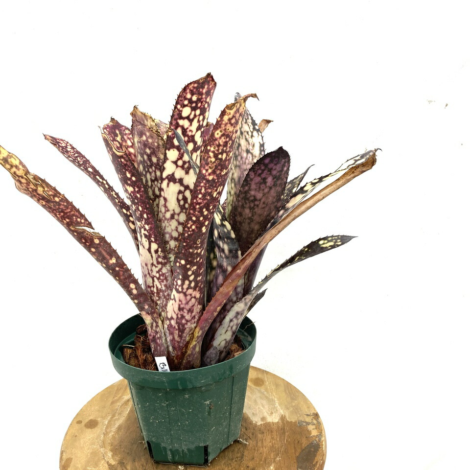 ブロメリア・エアープランツ Billbergia Obi-Wan Billbergia Obi-Wan 【artPLANTs】ビルベルギア/タンク