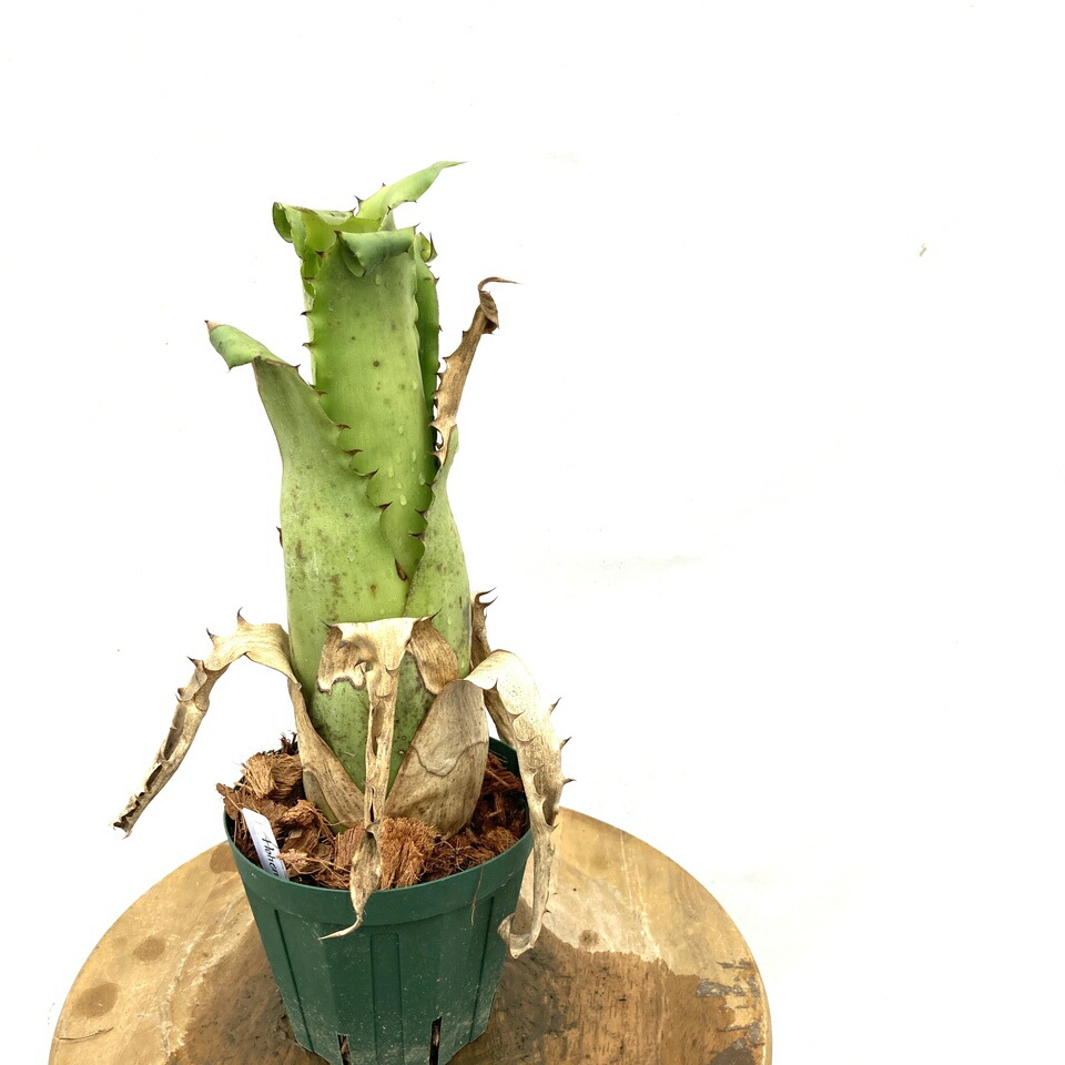 ブロメリア・エアープランツ Hohenbergia 'Purple Majesty' H0156 楽天市場】(現品) ホヘンベルギア 'パープルマジェスティ' (No