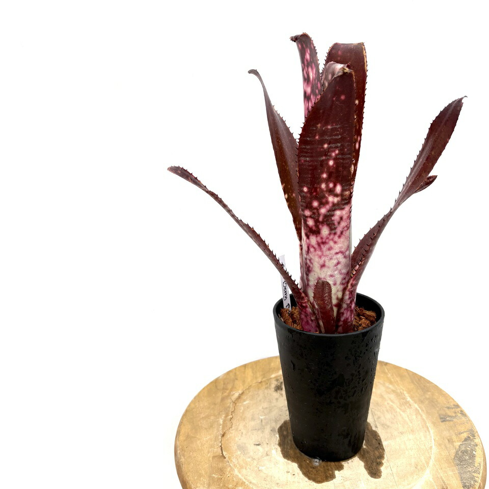 楽天市場】(現品) エクメア 'オットー' (No.62272) (観葉植物 楽天市場】(現品) エクメア 'オットー' (No.62272) (観葉植物